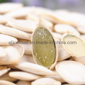 New Crop Wholesale Pumpkin Seed Kernels a, AA and AAA No Shell Pumpkin Seeds